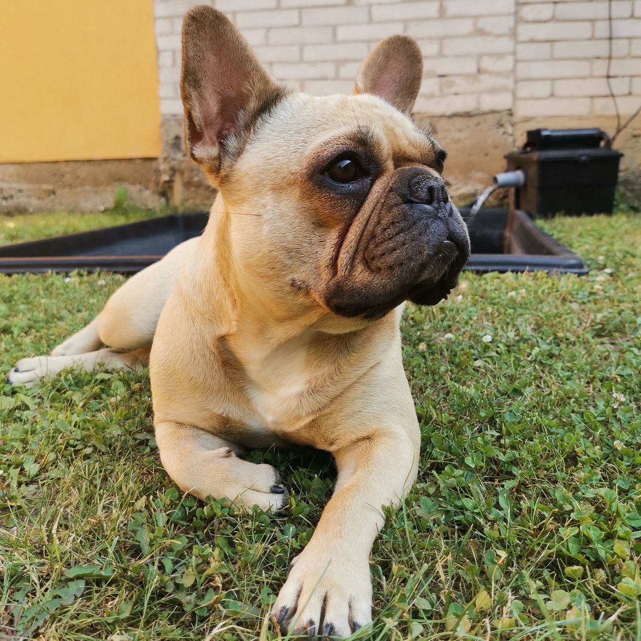 Soutěžní fotografie - Roxy,  Francouzský buldoček