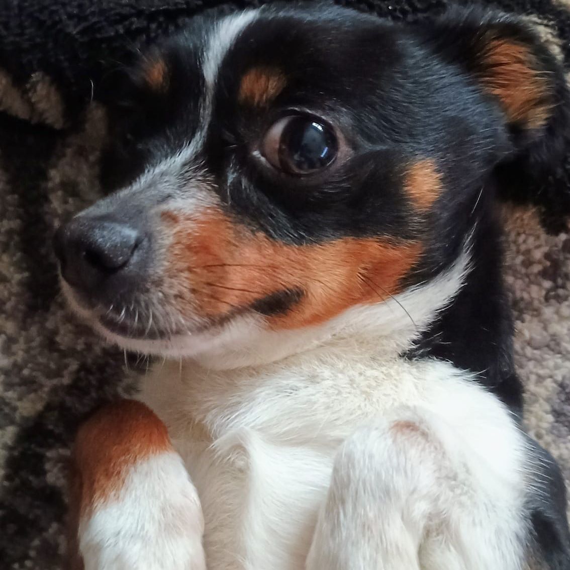 Soutěžní fotografie - Muffin,  Ostatní