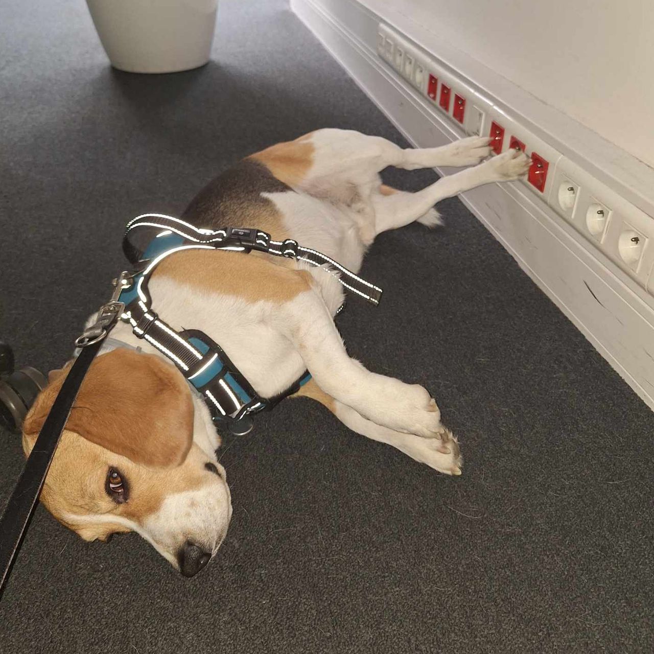 Soutěžní fotografie - Timmy,  Beagle