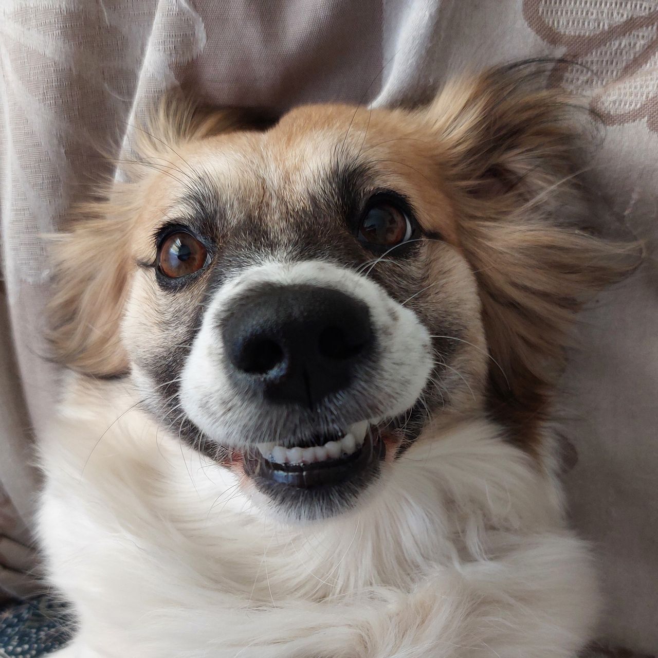 Soutěžní fotografie - Mia,  Kooikerhondje