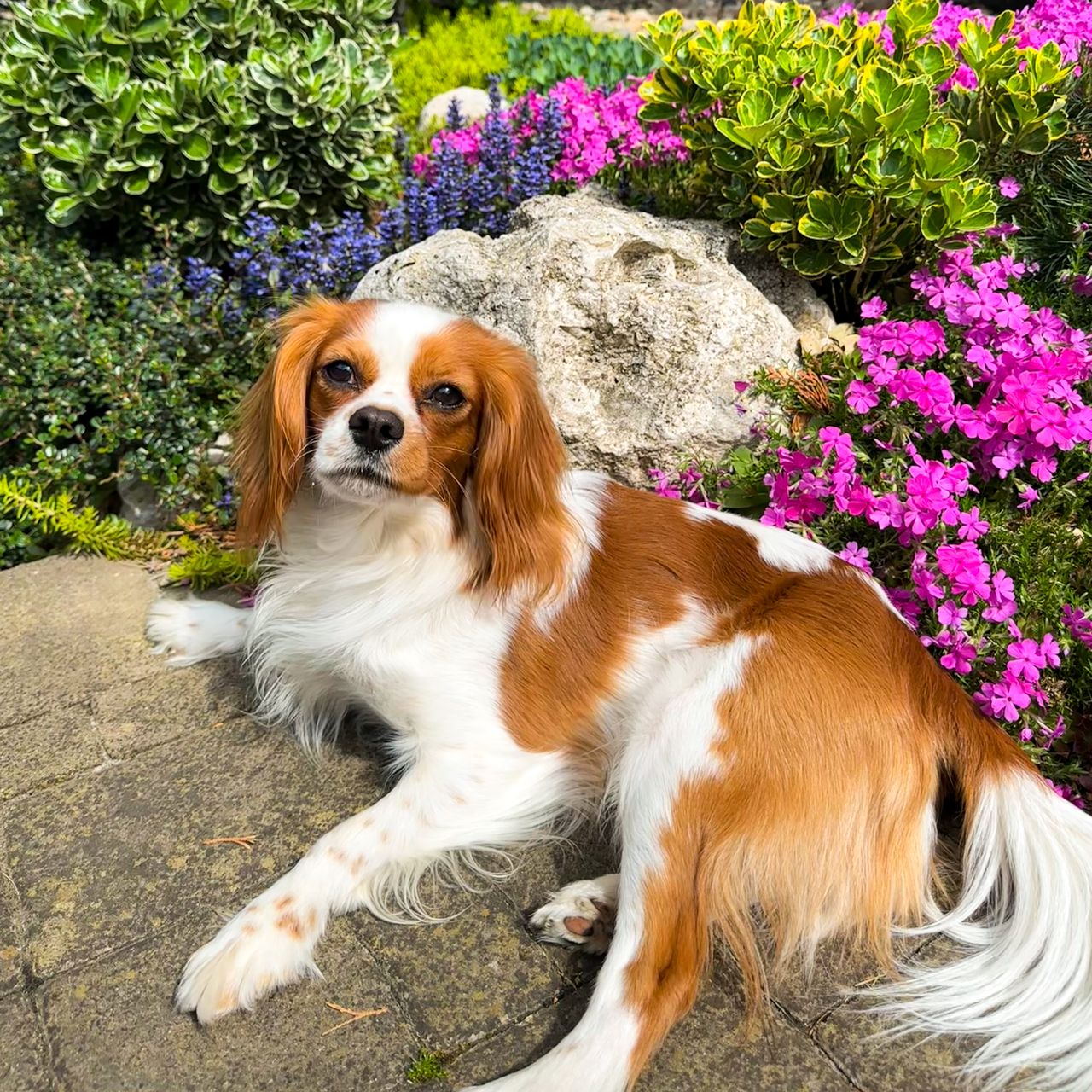 Soutěžní fotografie - Buddy,  Kavalír King Charles španěl