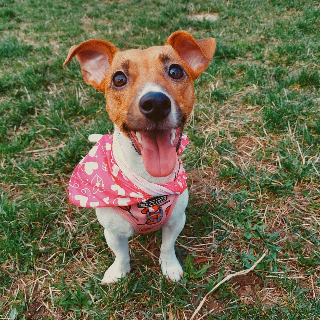 Soutěžní fotografie - Luna,  Jack Russell Teriér