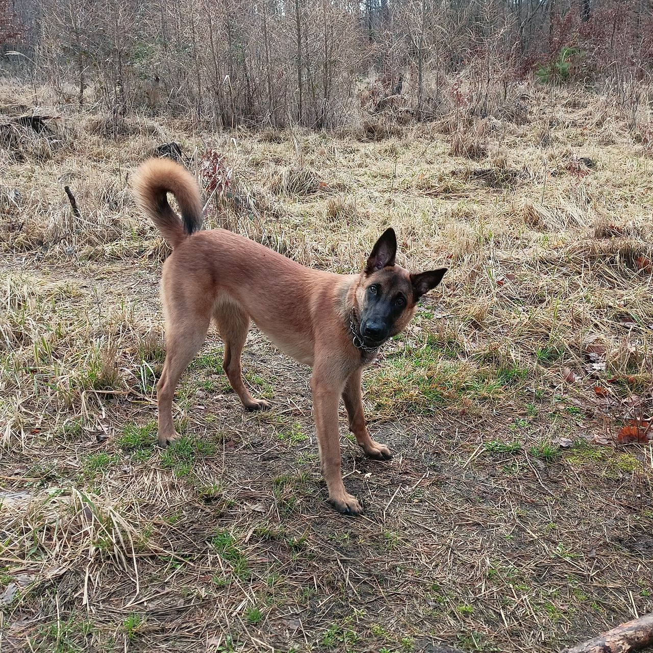 Soutěžní fotografie - Jackie,  Belgický ovčák - Malinois