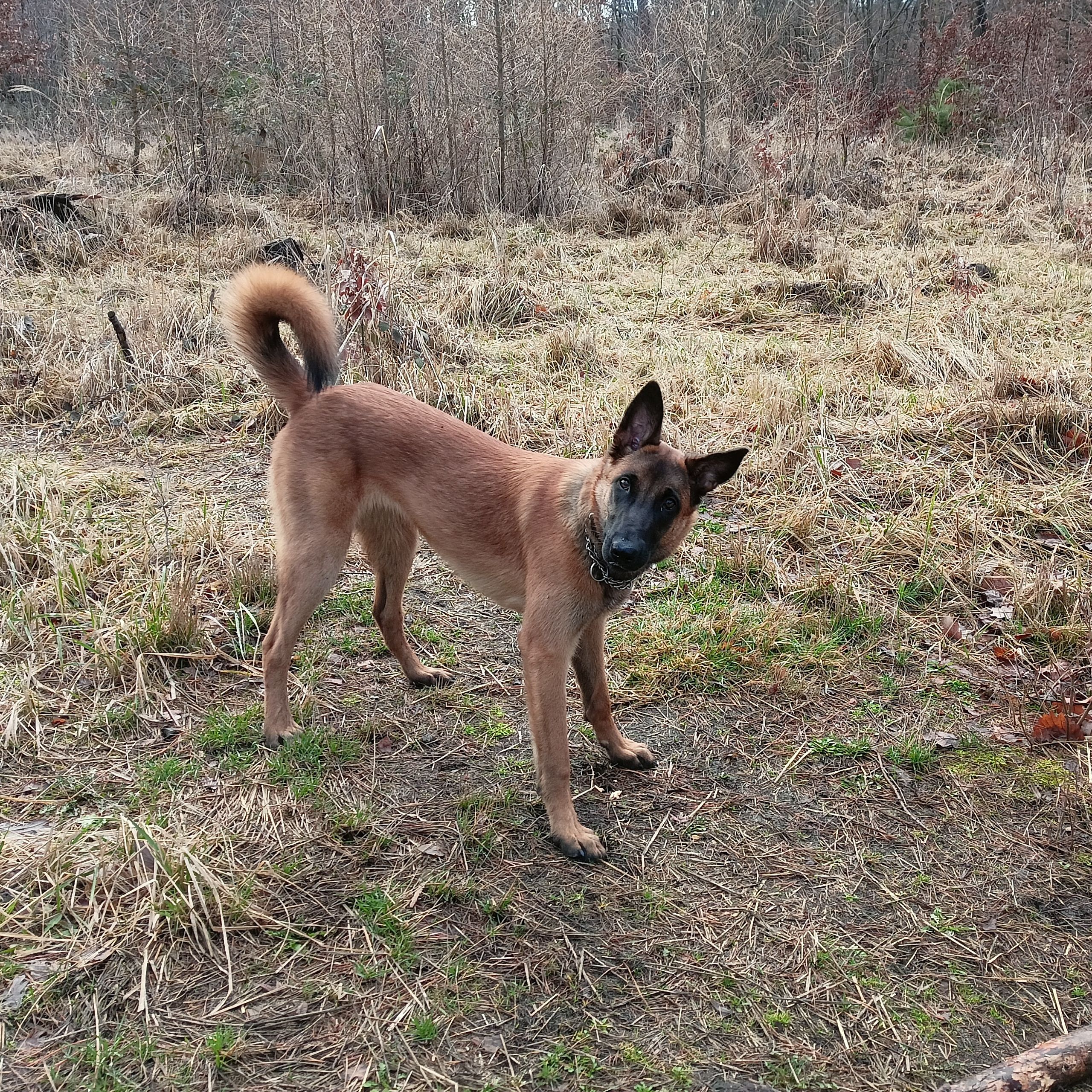 Soutěžní fotografie - Jackie,  Belgický ovčák - Malinois