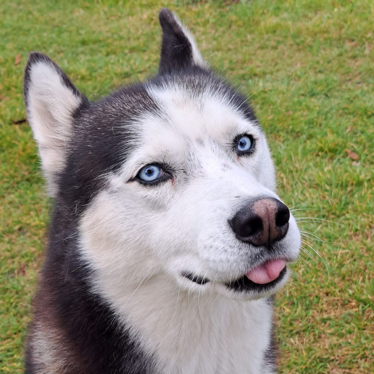 Soutěžní fotografie - Rexo,  Sibiřský husky