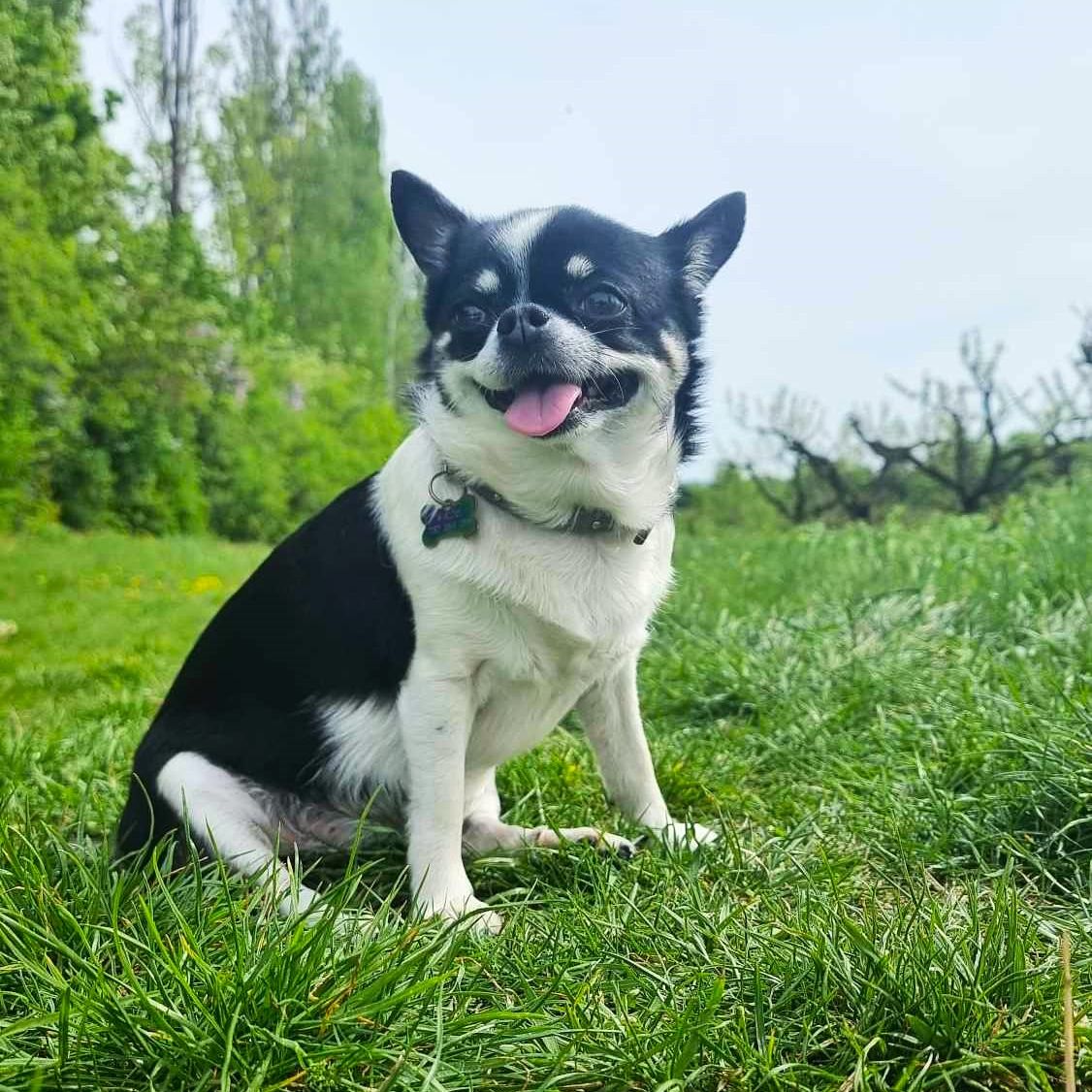 Soutěžní fotografie - Maya,  Čivava