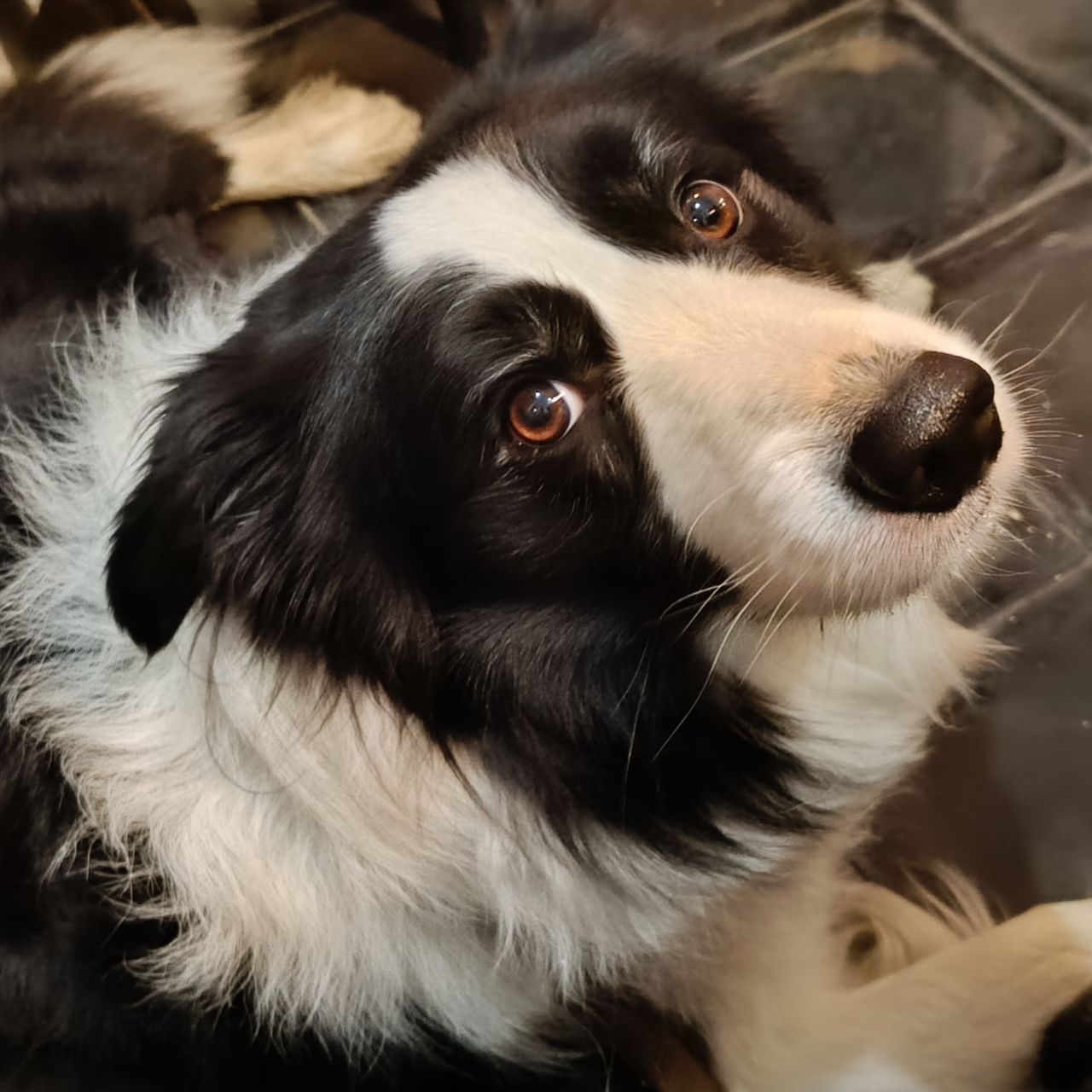 Soutěžní fotografie - Merlin ,  Border kolie