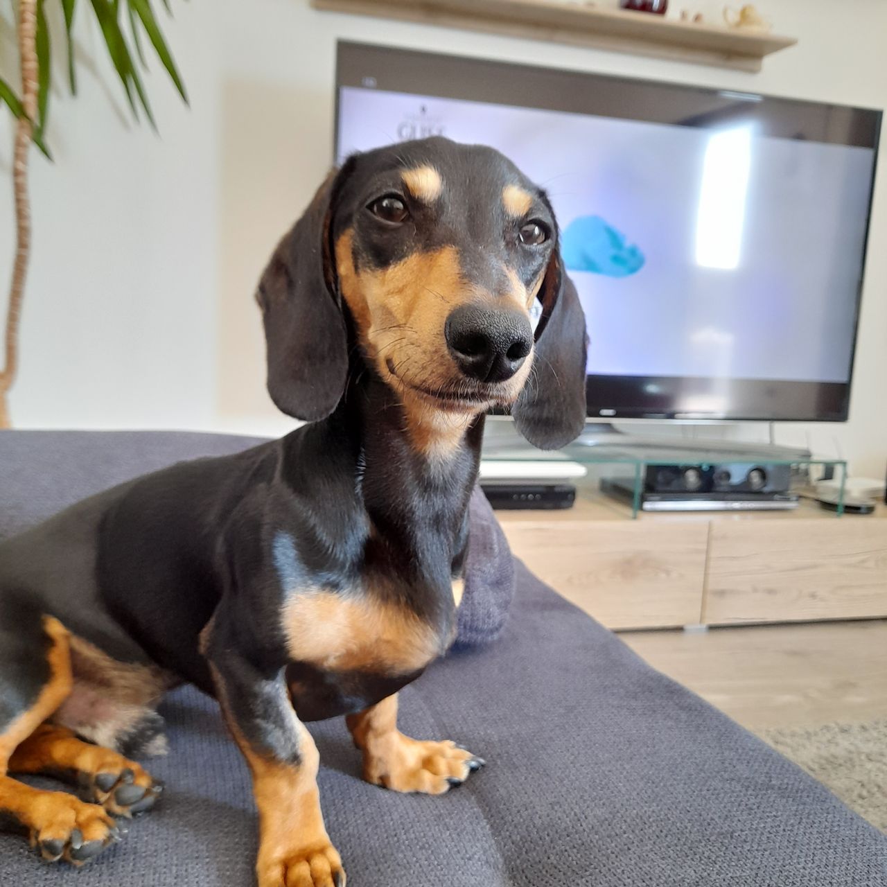 Soutěžní fotografie - Joey,  Jezevčík