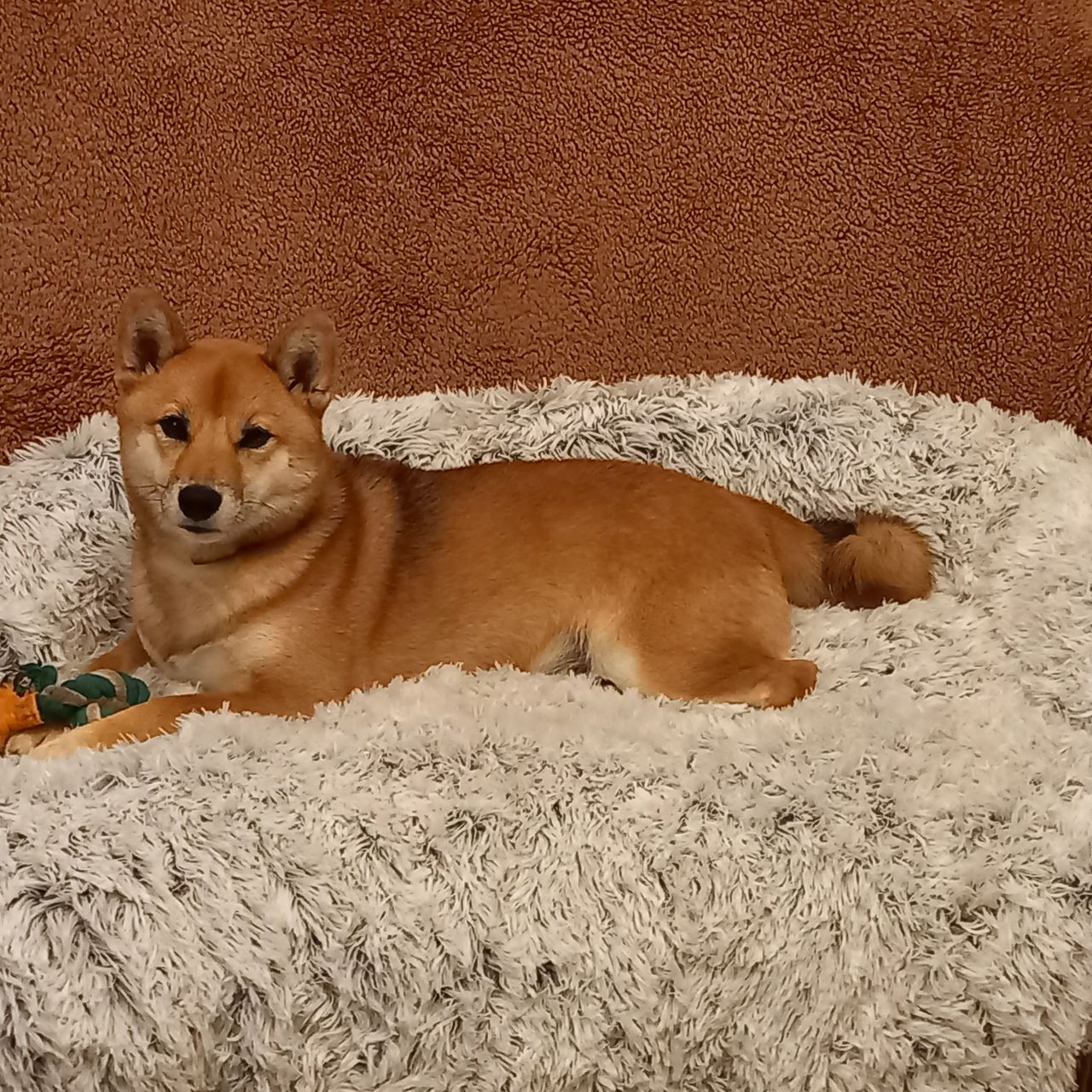 Soutěžní fotografie - Kimi,  Shiba