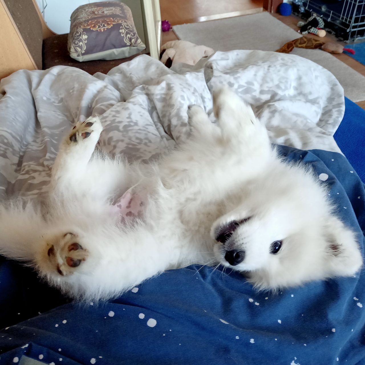 Soutěžní fotografie - Charlie,  Samojed