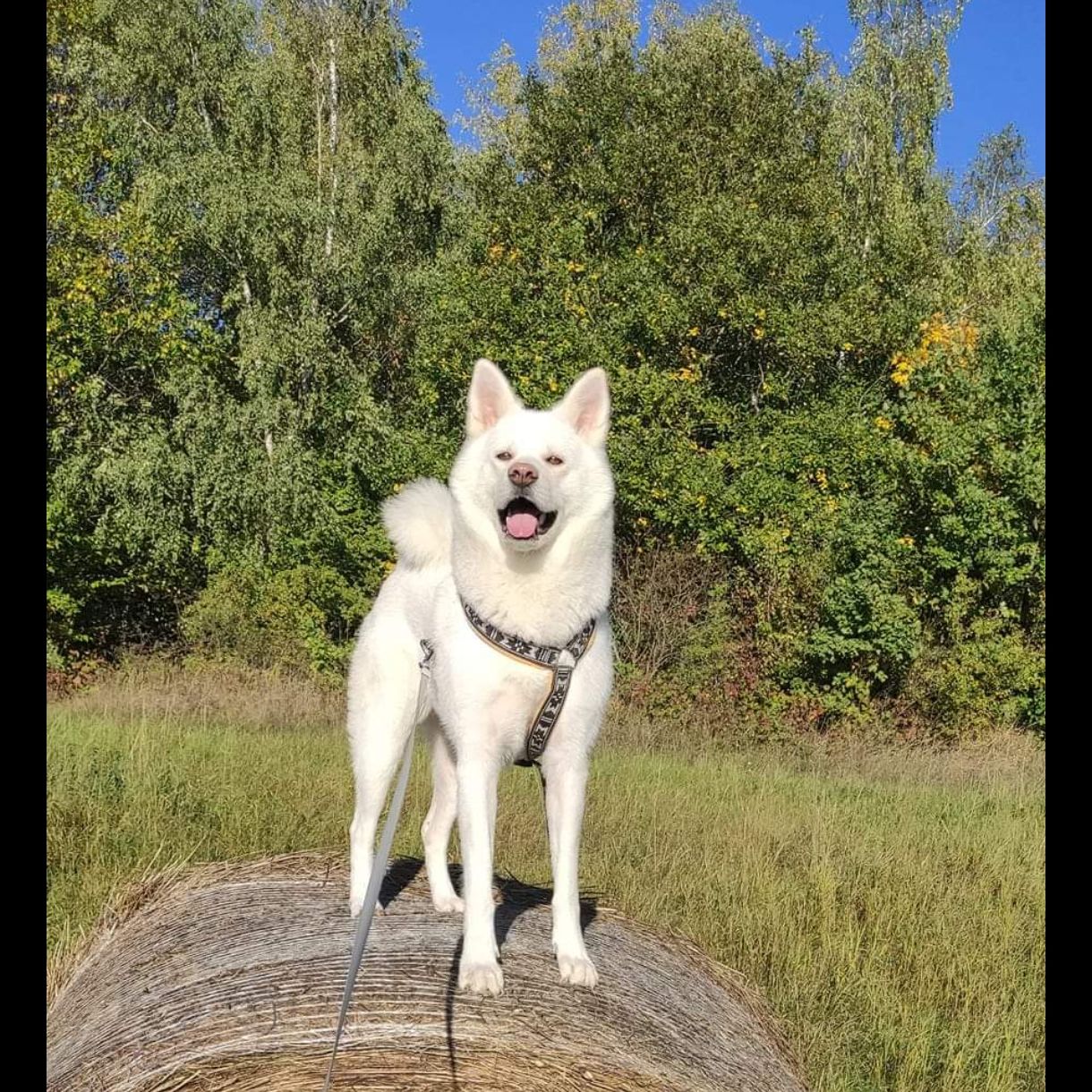 Soutěžní fotografie - Maya,  Akita