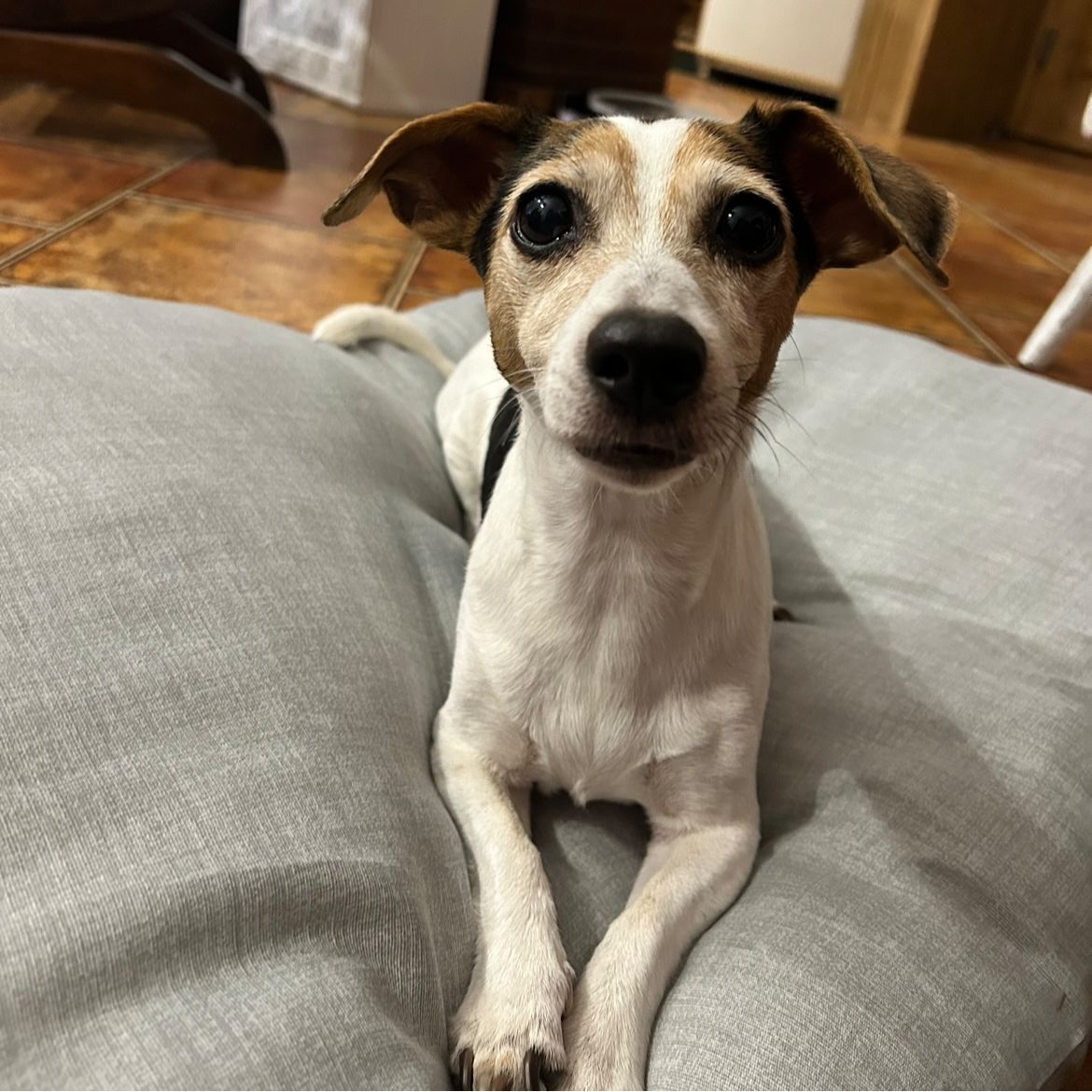 Soutěžní fotografie - Jessie,  Jack Russell Teriér