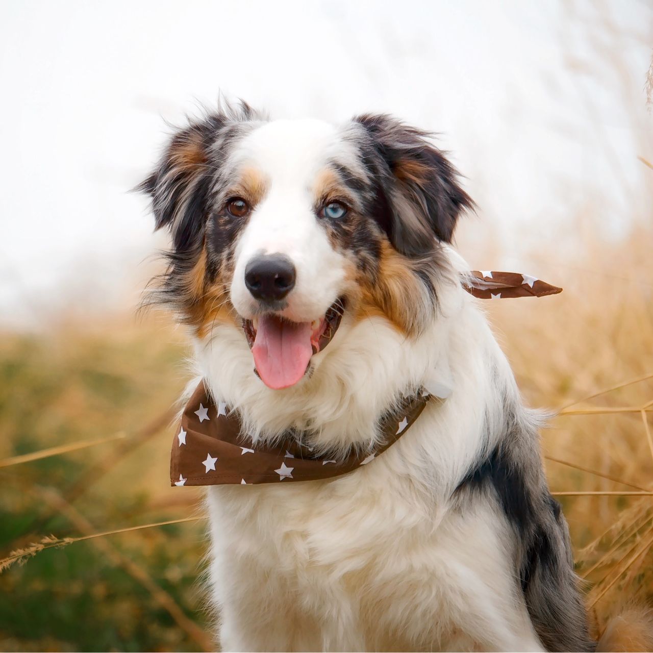 Soutěžní fotografie - Loki,  Border kolie