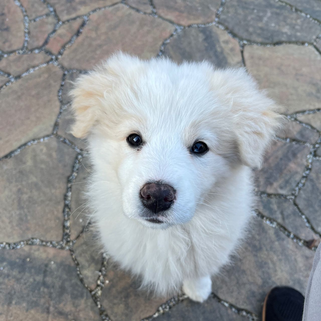 Soutěžní fotografie - Xavi,  Border kolie