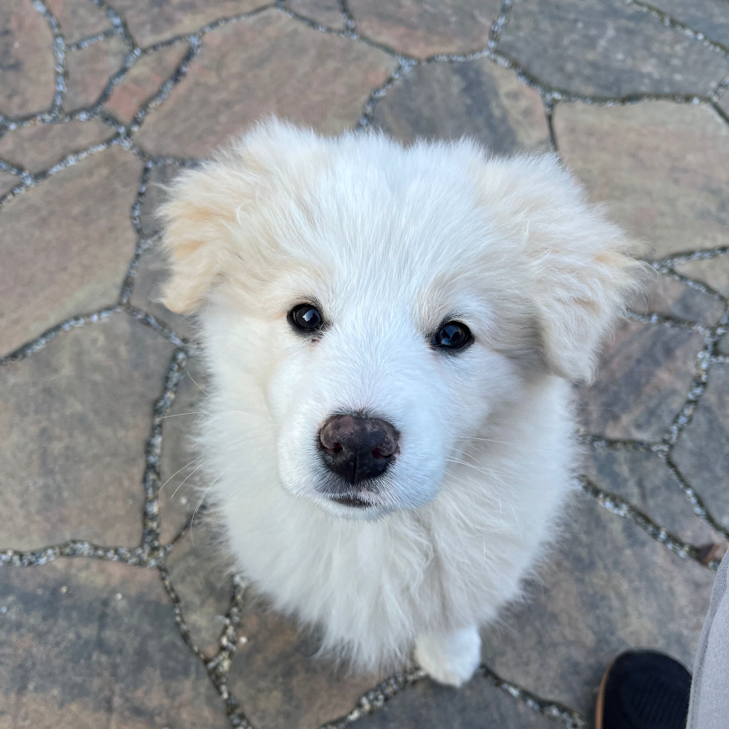 Soutěžní fotografie - Xavi,  Border kolie