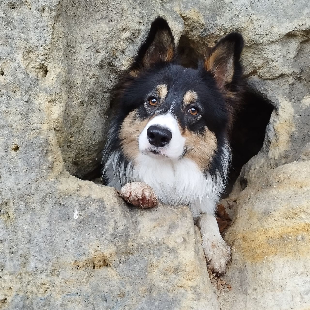 Soutěžní fotografie - Floky ,  Border kolie
