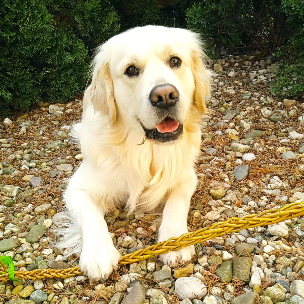 Soutěžní fotografie - Rocky,  Zlatý retriever
