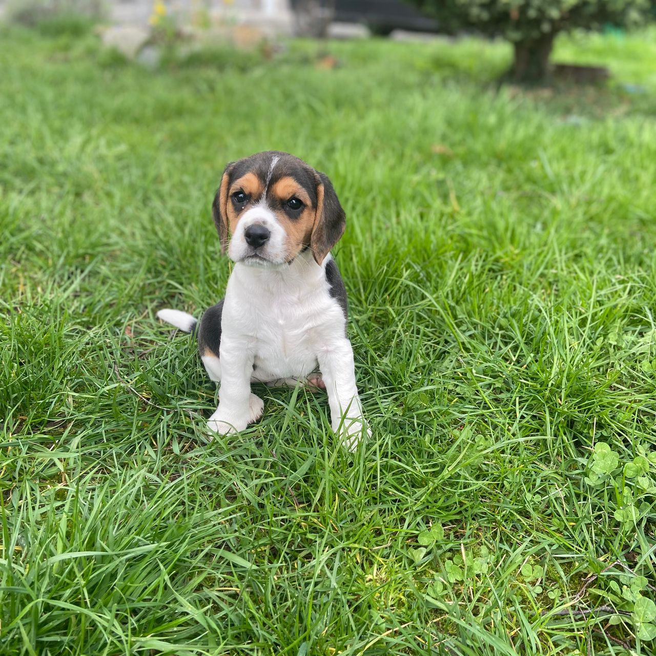 Soutěžní fotografie - Fanny,  Beagle