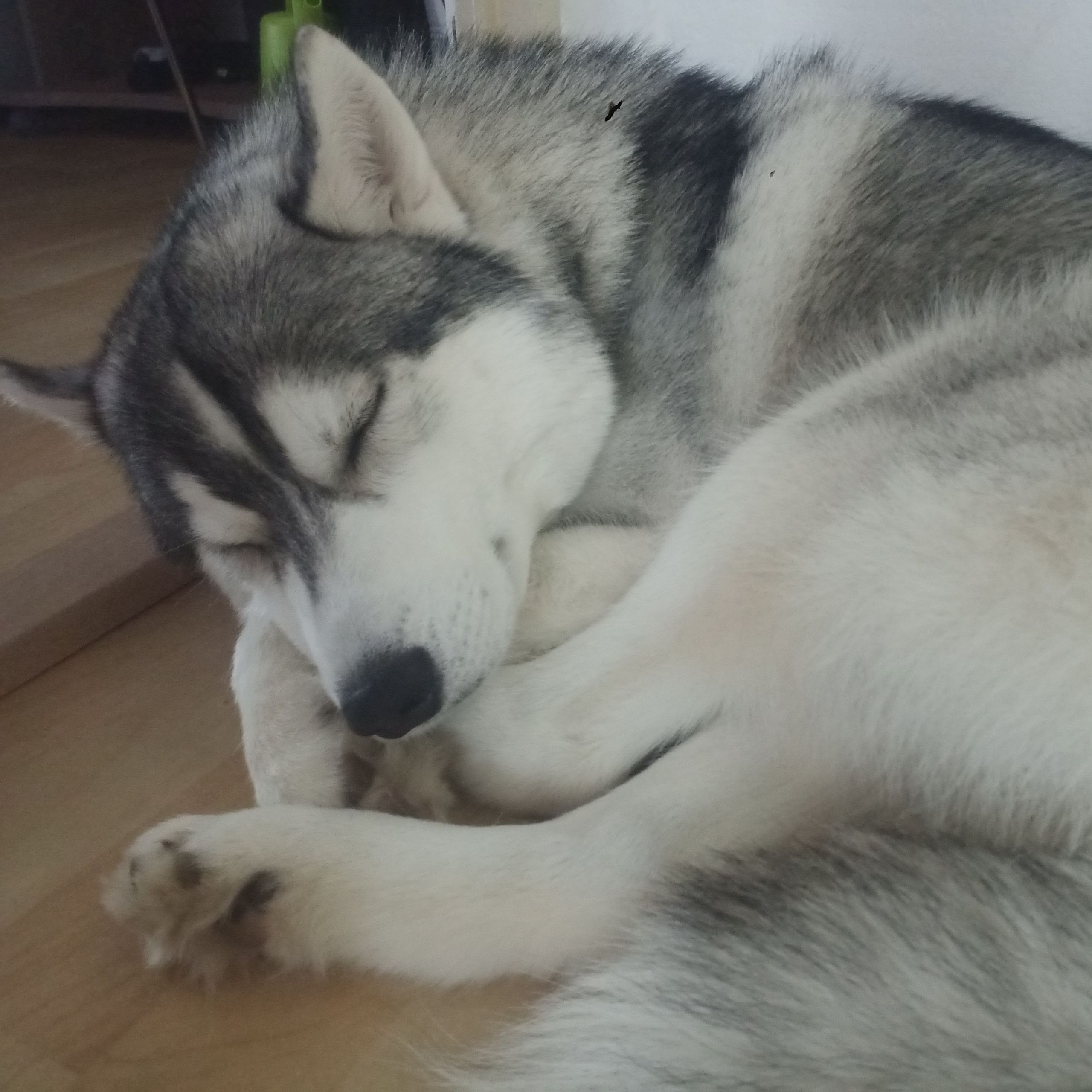 Soutěžní fotografie - Gyzmo,  Sibiřský husky