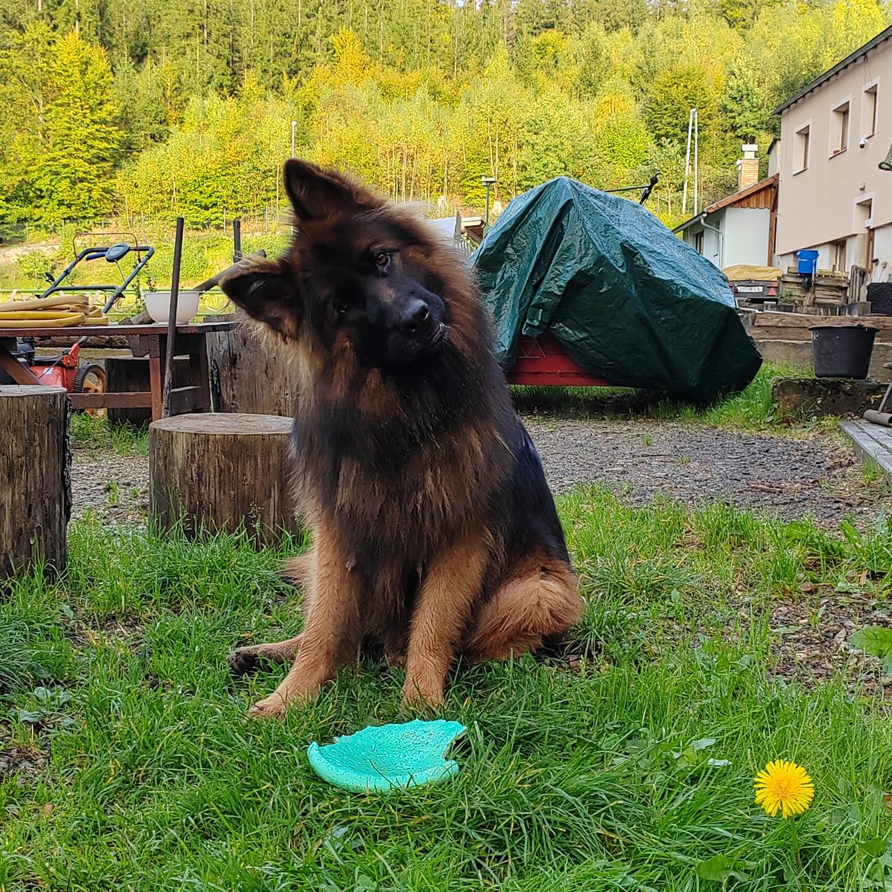 Soutěžní fotografie - Argo,  Německý ovčák