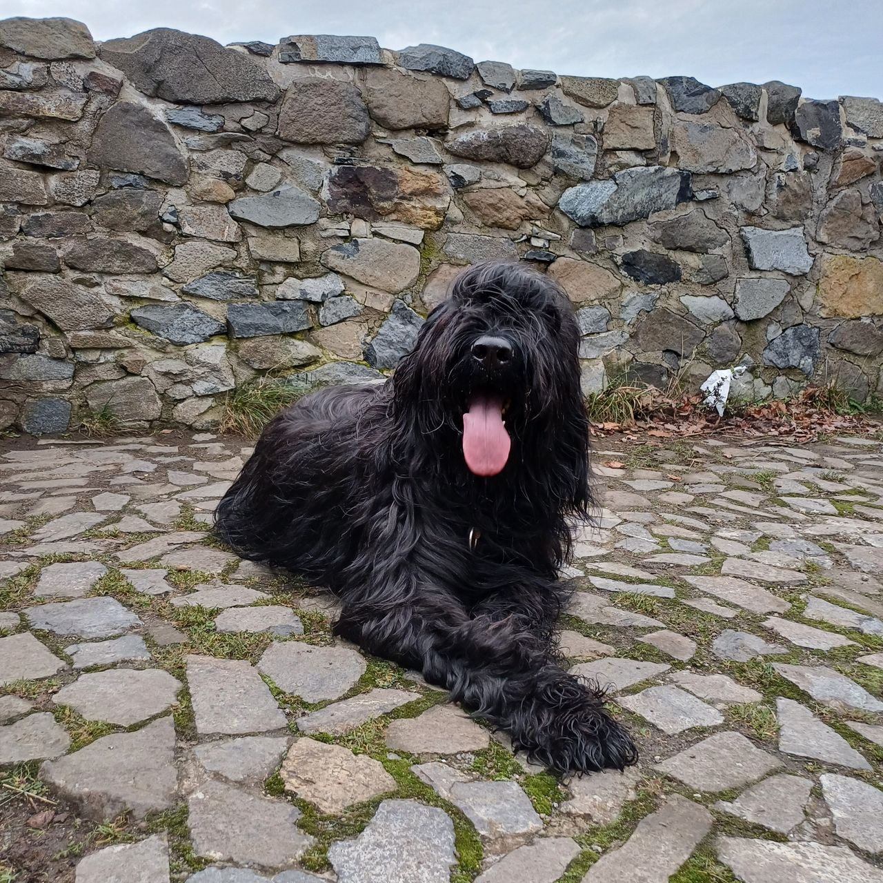 Soutěžní fotografie - Rufian,  Briard