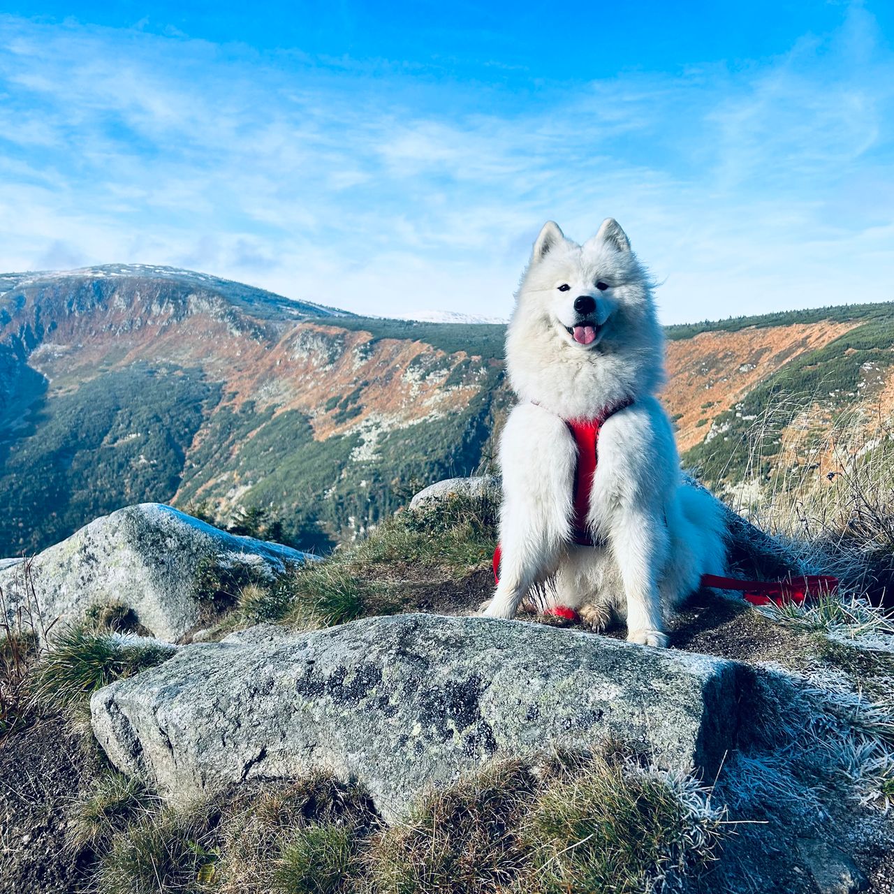Soutěžní fotografie - Coffe ,  Samojed