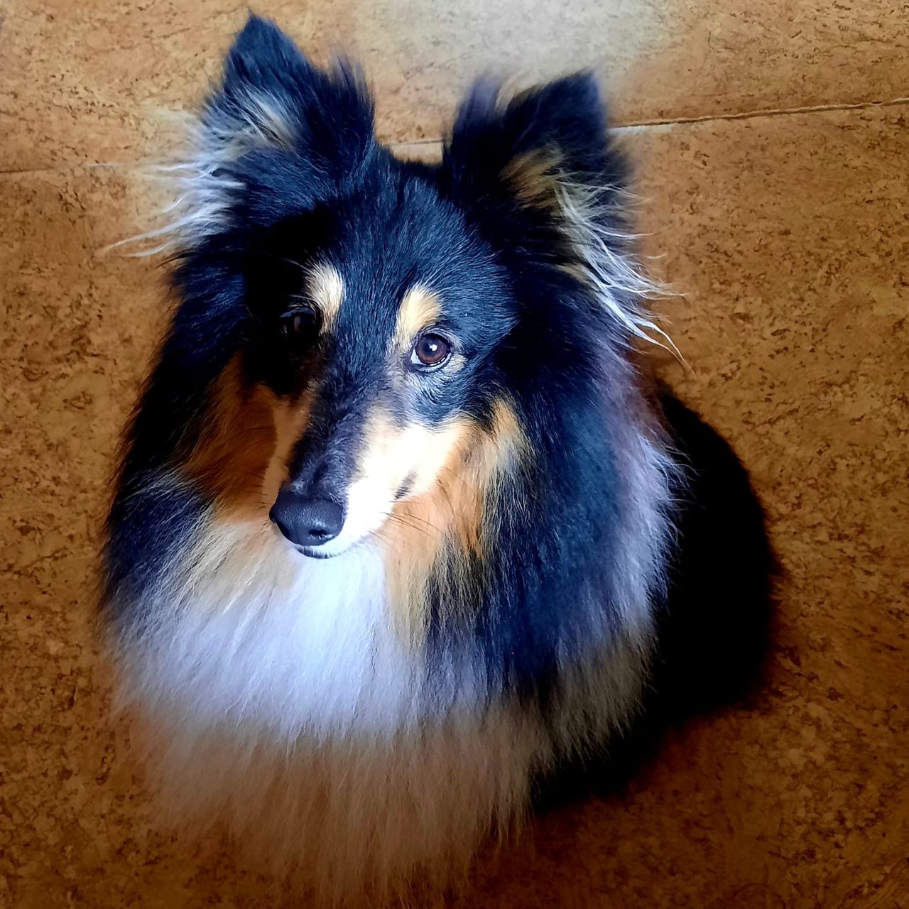 Soutěžní fotografie - Tim,  Sheltie