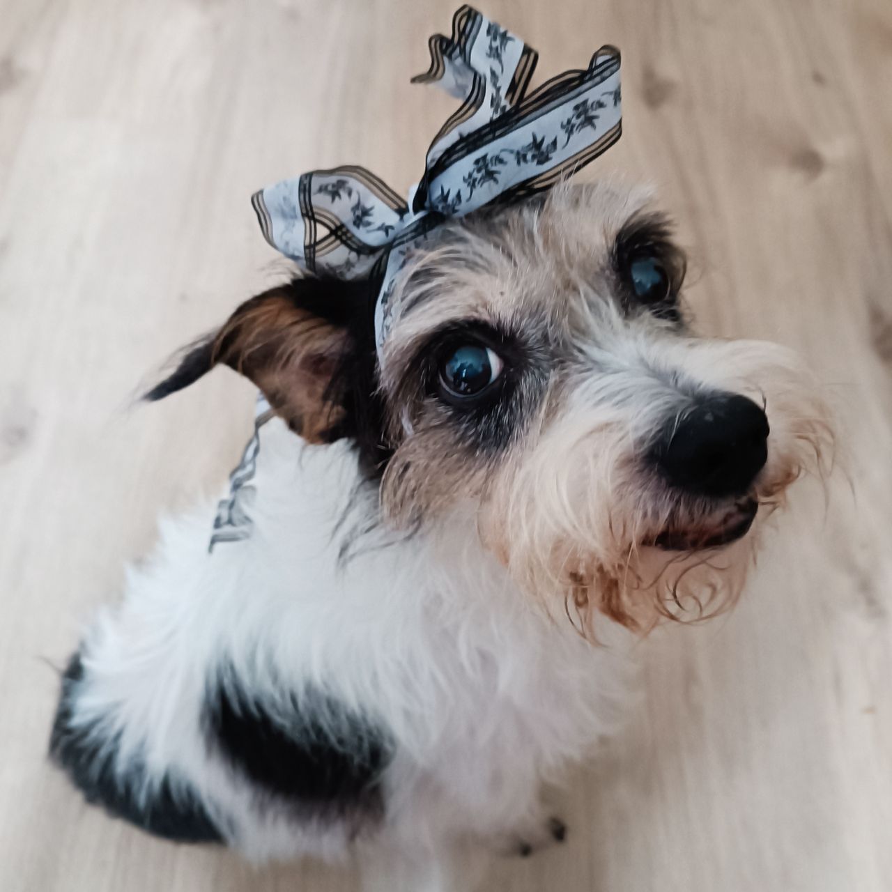 Soutěžní fotografie - Jessie ,  Jack Russell Teriér