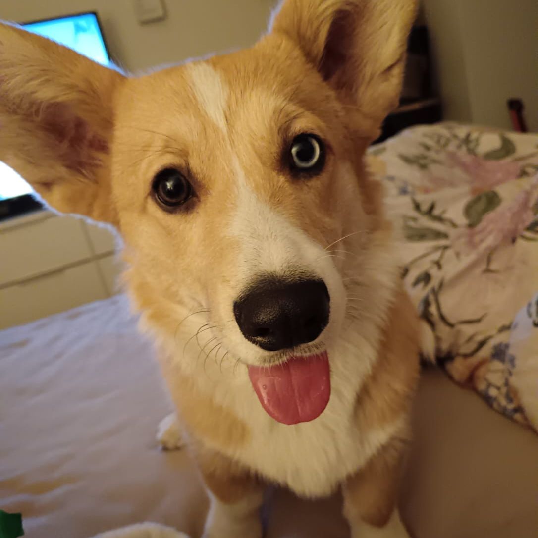 Soutěžní fotografie - Miky,  Welsh Corgi Cardigan