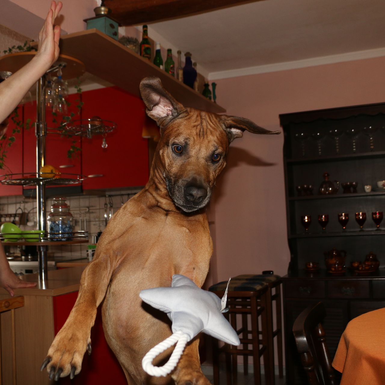 Soutěžní fotografie - Frodo,  Rhodéský ridgeback