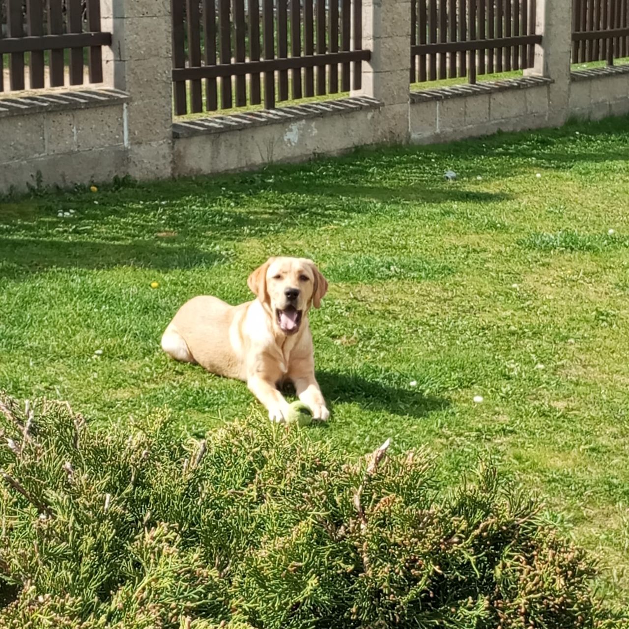 Soutěžní fotografie - Sunny,  Labradorský retriever