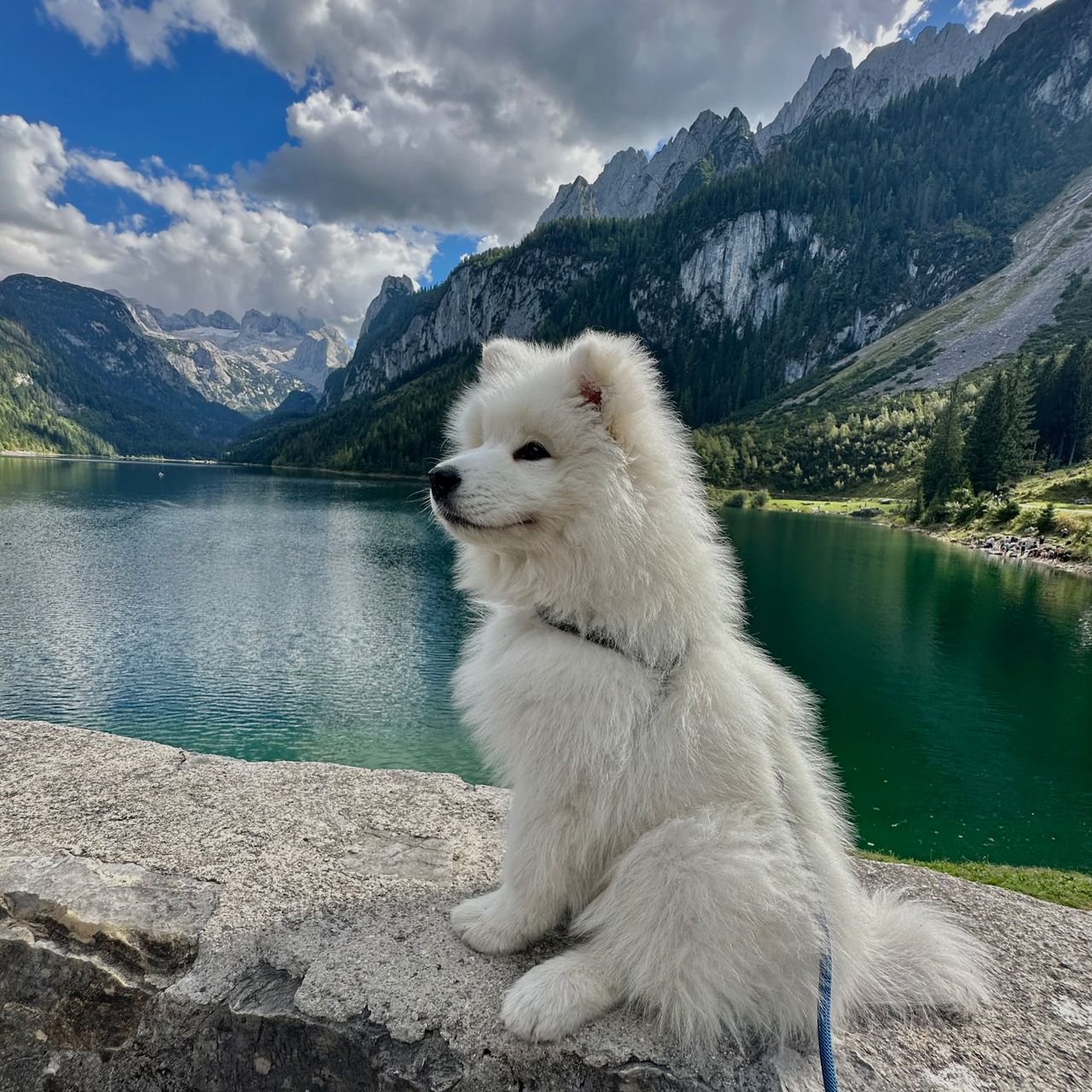 Soutěžní fotografie - Darwin Darius,  Samojed