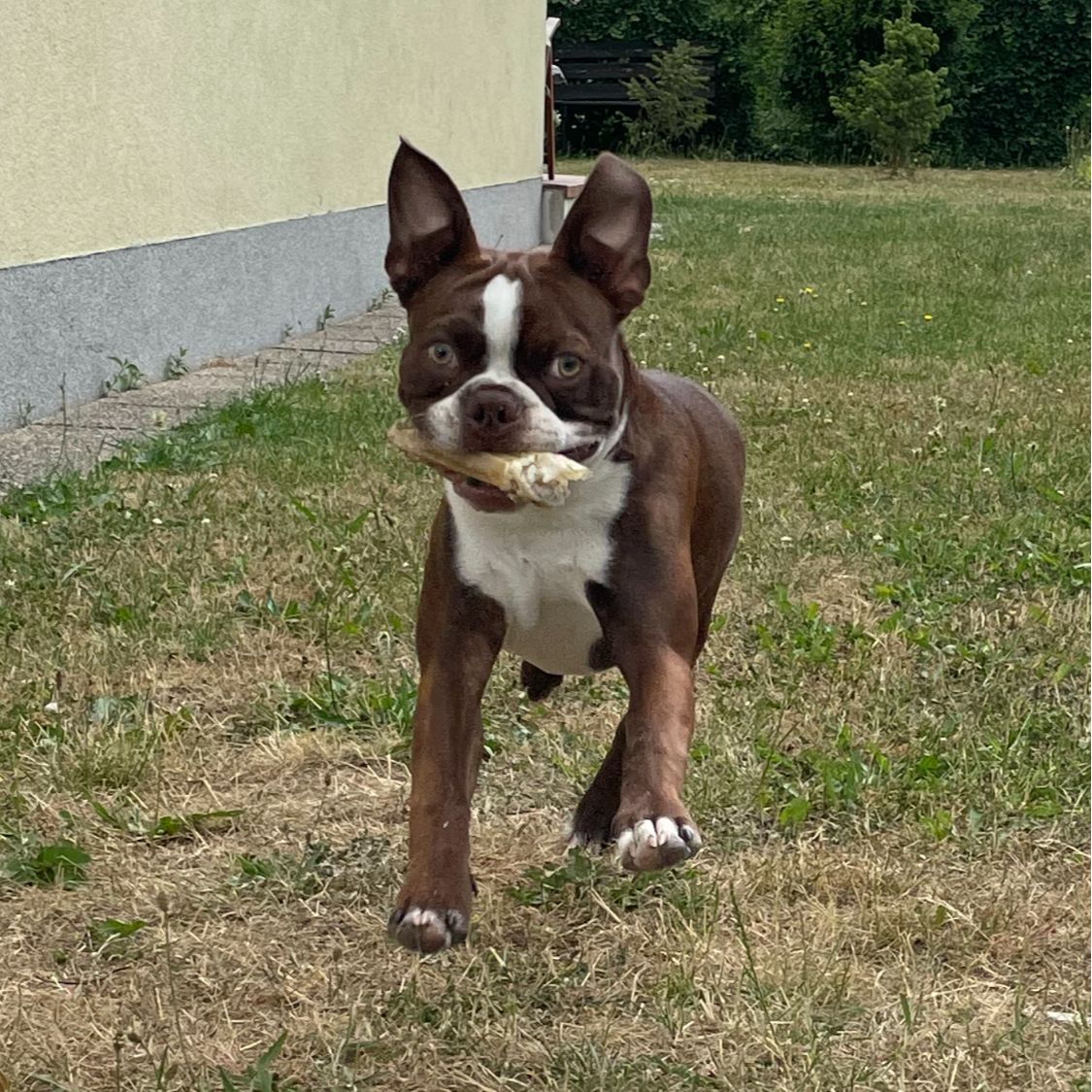 Soutěžní fotografie - Aiko,  Bostonský terier