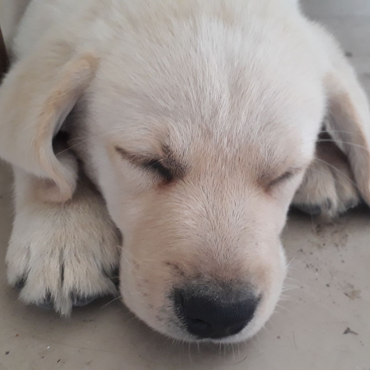 Soutěžní fotografie - Chuck,  Labradorský retriever