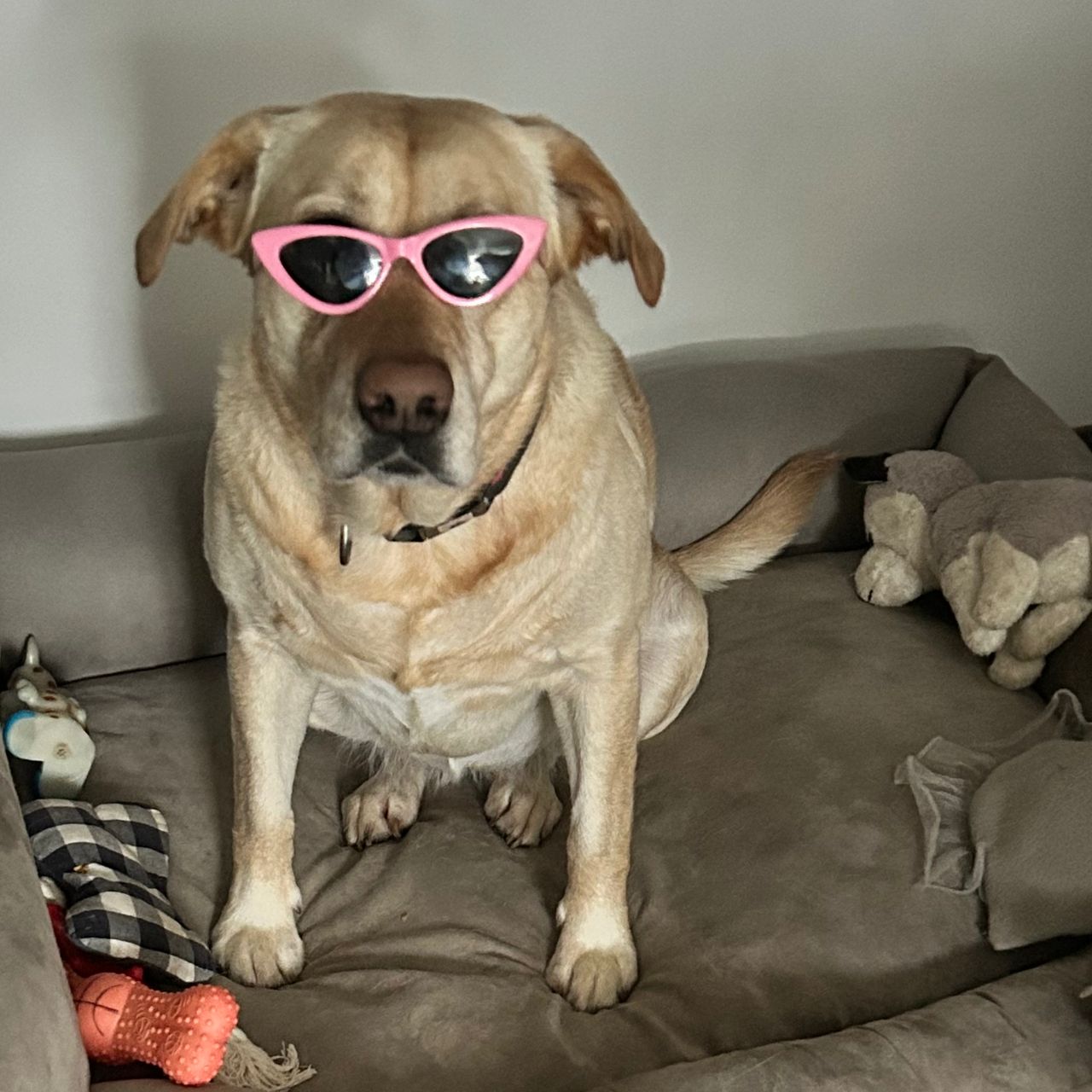Soutěžní fotografie - Ennie,  Labradorský retriever