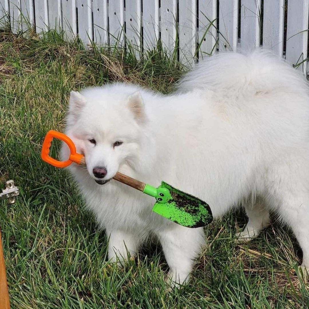 Soutěžní fotografie - Nara,  Samojed