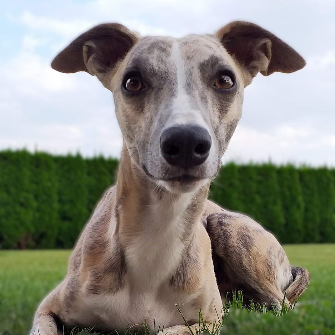 Soutěžní fotografie - Sam,  Whippet