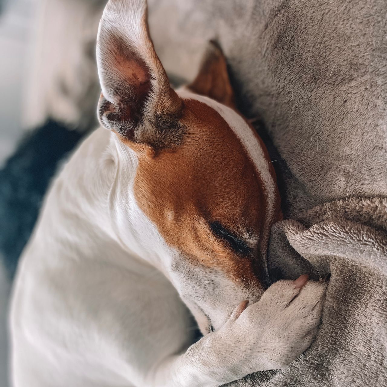 Soutěžní fotografie - Jack ,  Jack Russell Teriér