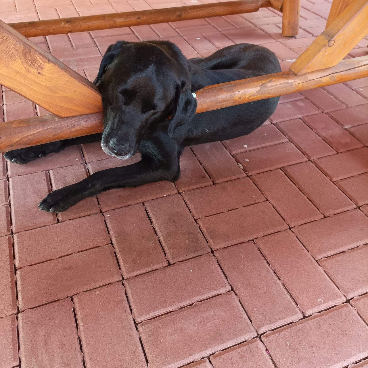 Soutěžní fotografie - Endy,  Labradorský retriever