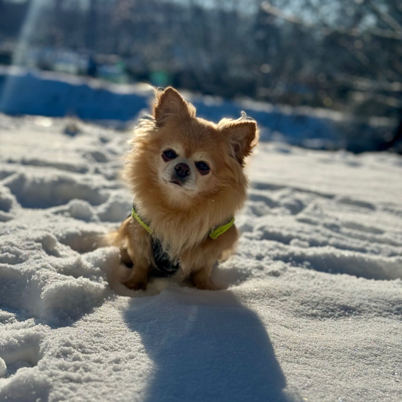 Soutěžní fotografie - Hugo,  Čivava dlouhosrstá