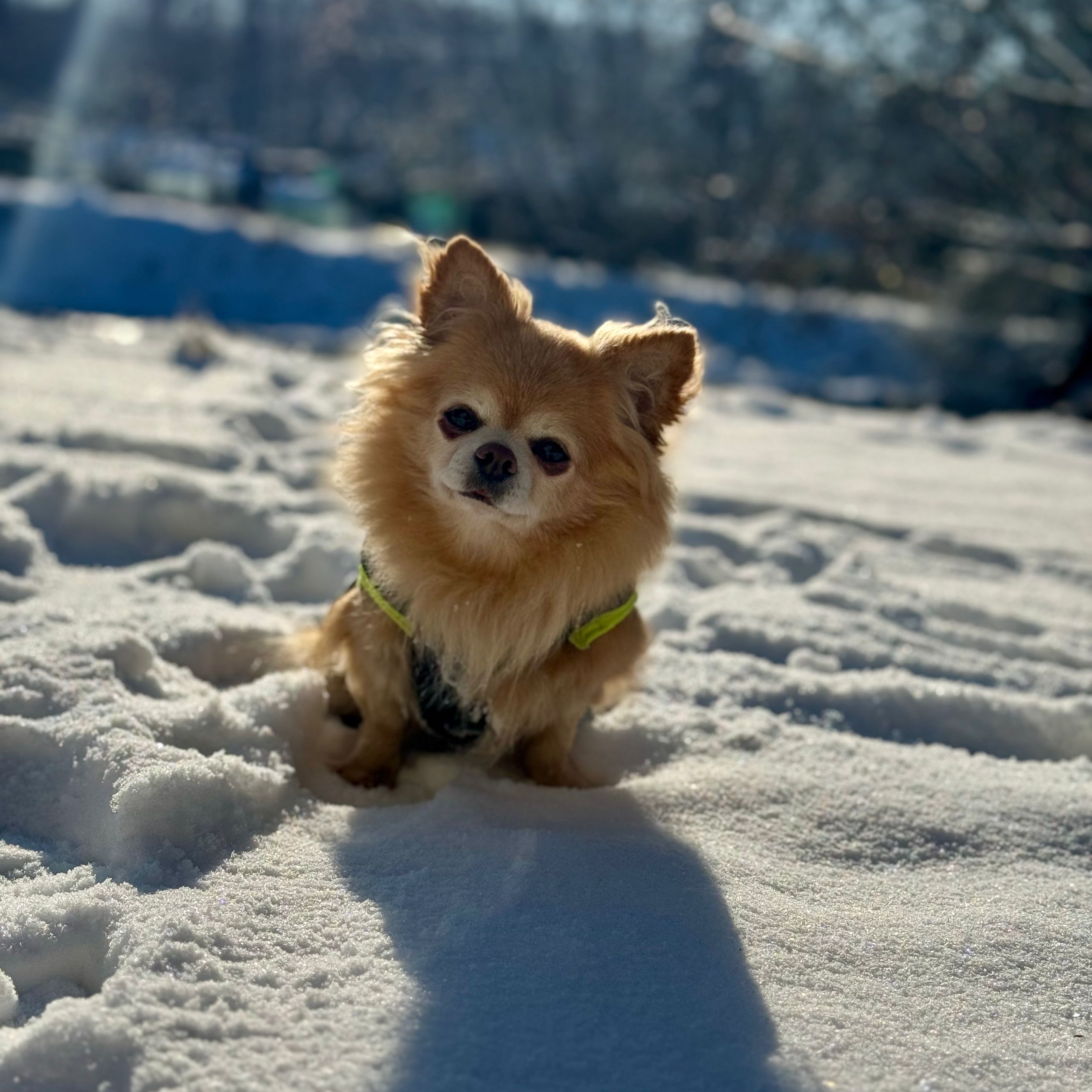 Soutěžní fotografie - Hugo,  Čivava dlouhosrstá