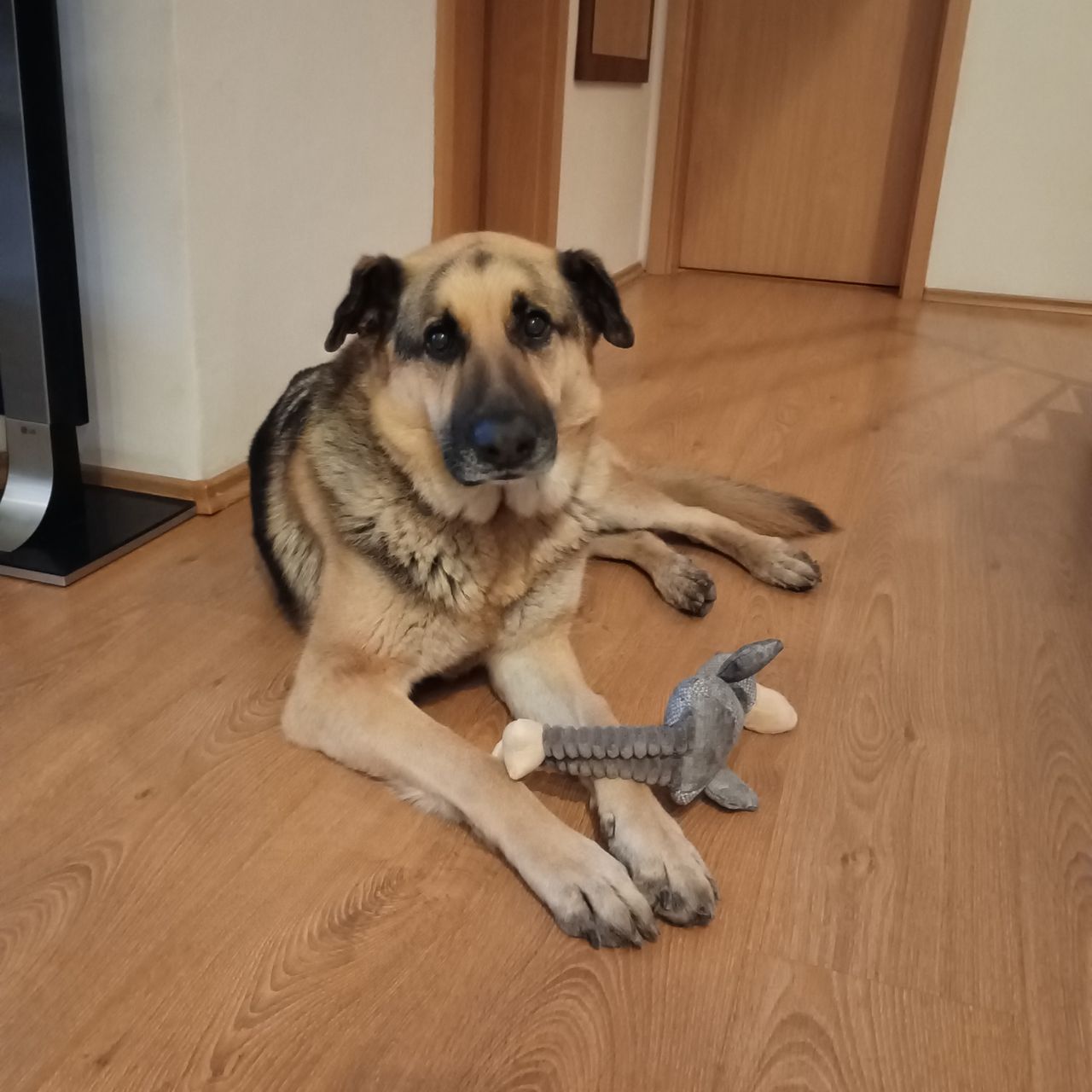 Soutěžní fotografie - Tazi,  Německý ovčák