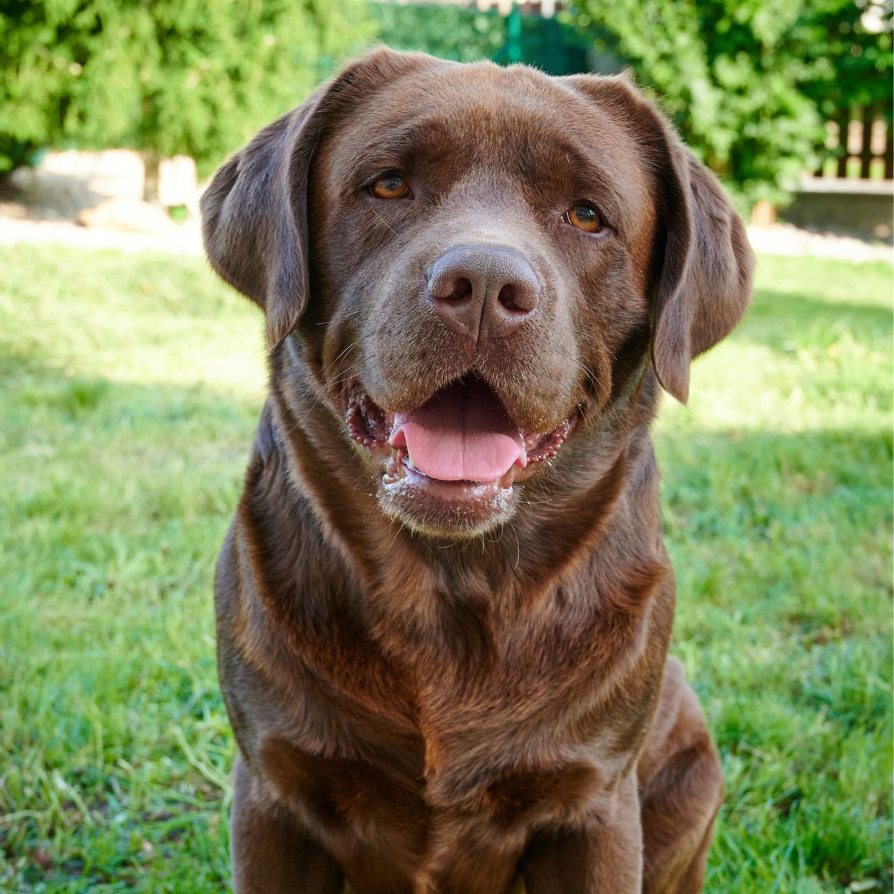 Soutěžní fotografie - Samy,  Labradorský retriever