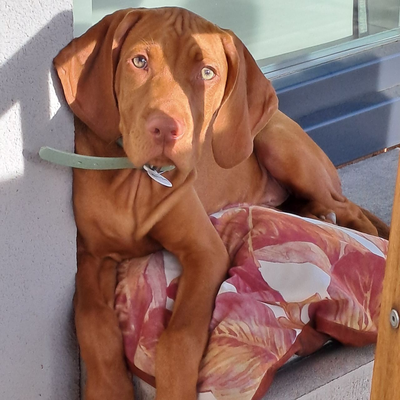 Soutěžní fotografie - Alfie Bella Mia Moravia ,  Maďarský ohař krátkosrstý