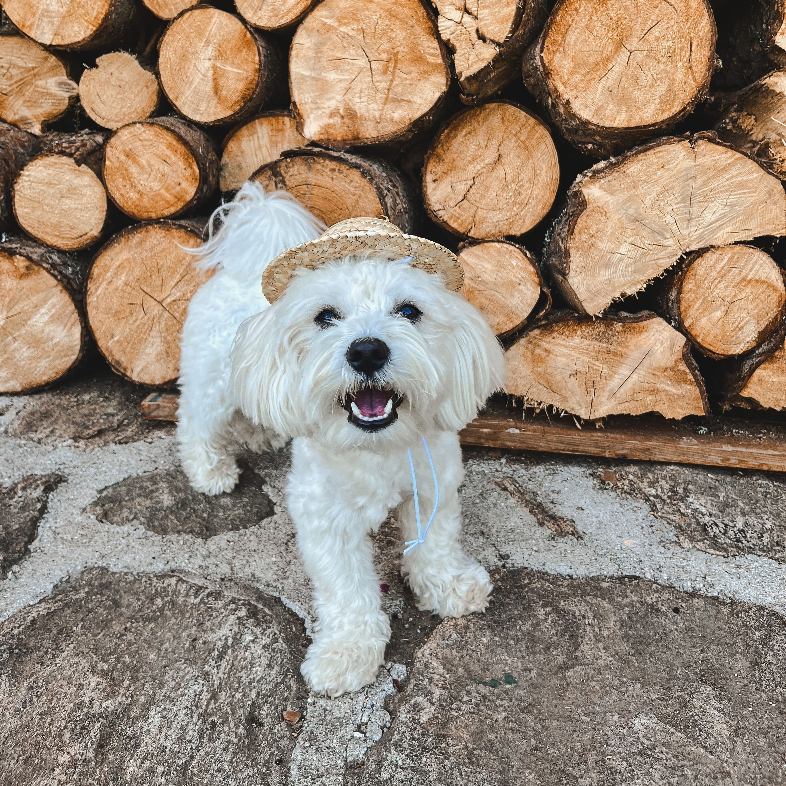 Soutěžní fotografie - Tobi,  Maltézský psík