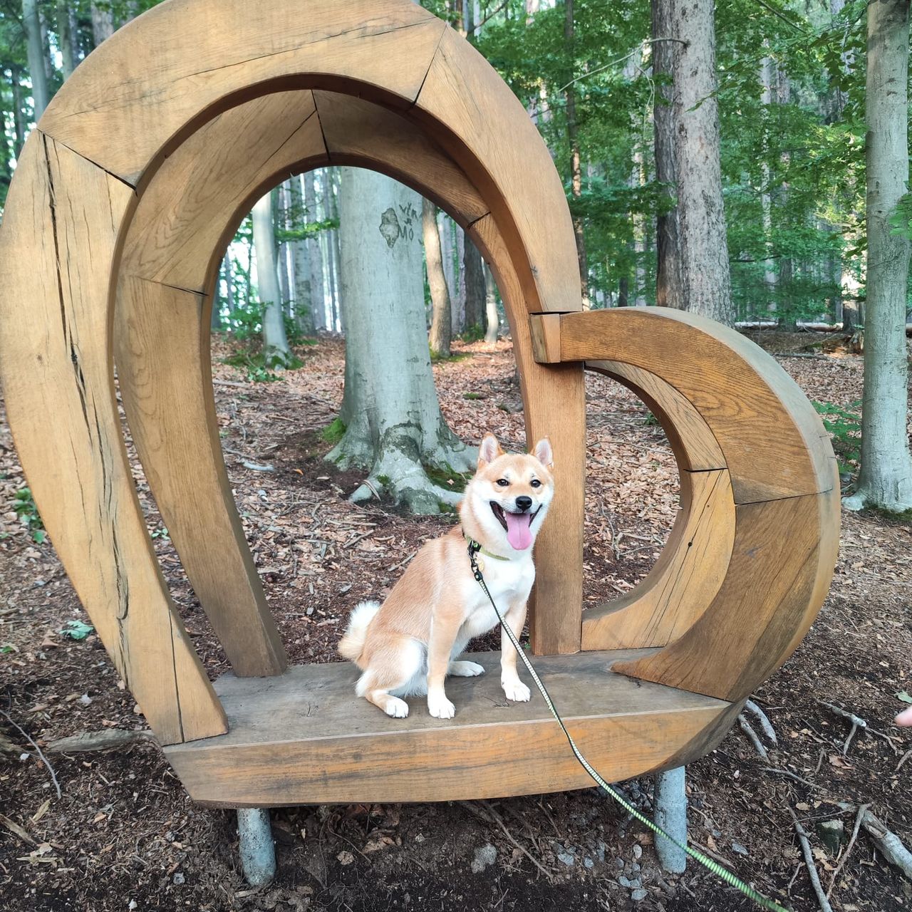 Soutěžní fotografie - Aki,  Shiba