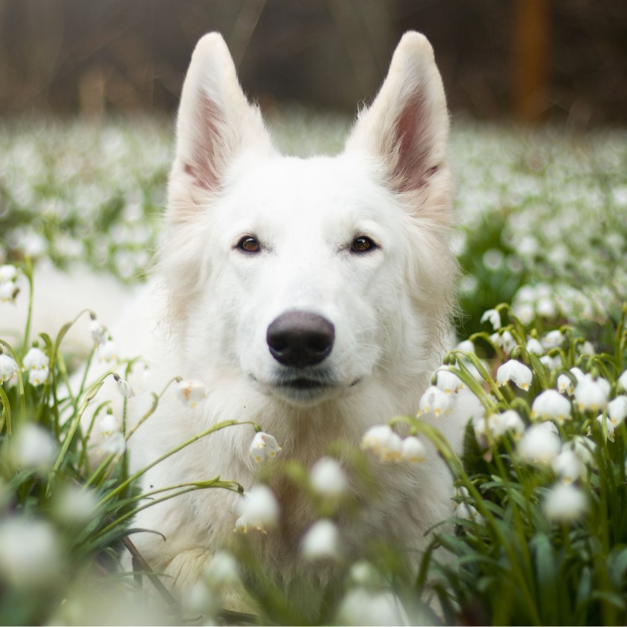 Soutěžní fotografie - Freya,  Bílý švýcarský ovčák