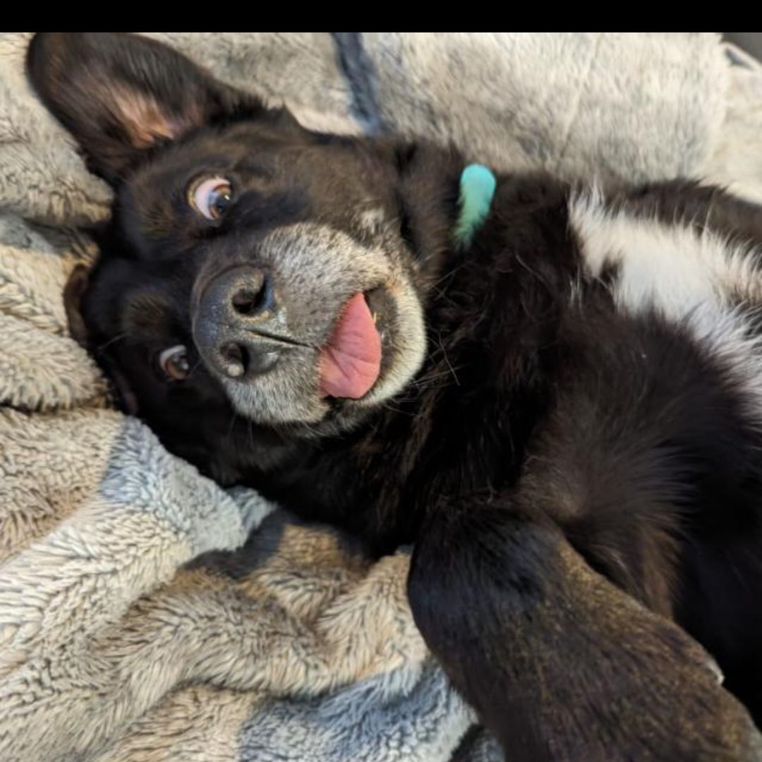 Soutěžní fotografie - Lola,  Labradorský retriever