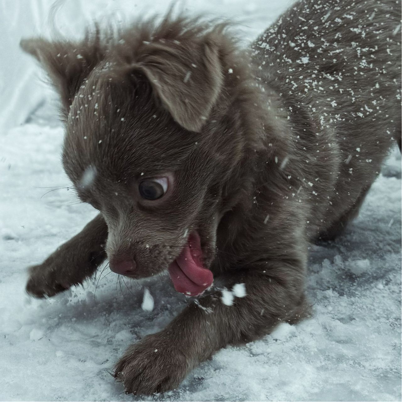 Soutěžní fotografie - Chicco,  Čivava