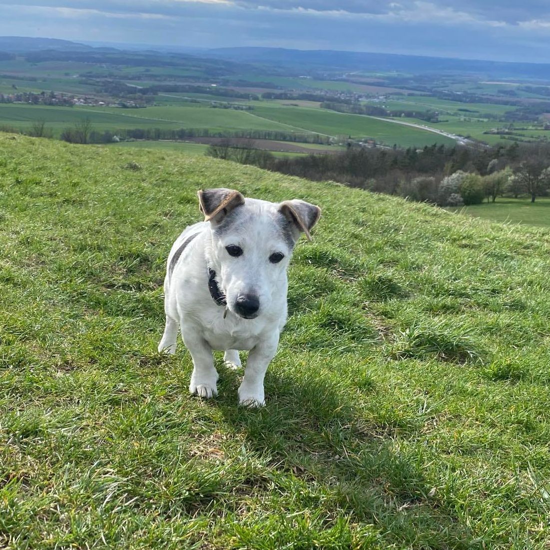 Soutěžní fotografie - Čenik ,  Jack Russell Teriér